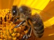 Thumbs/tn_biene.jpg